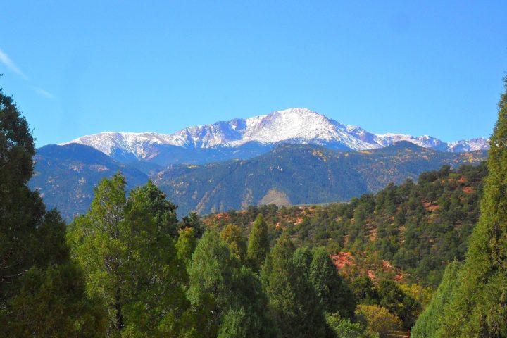 a tree with a mountain in the background